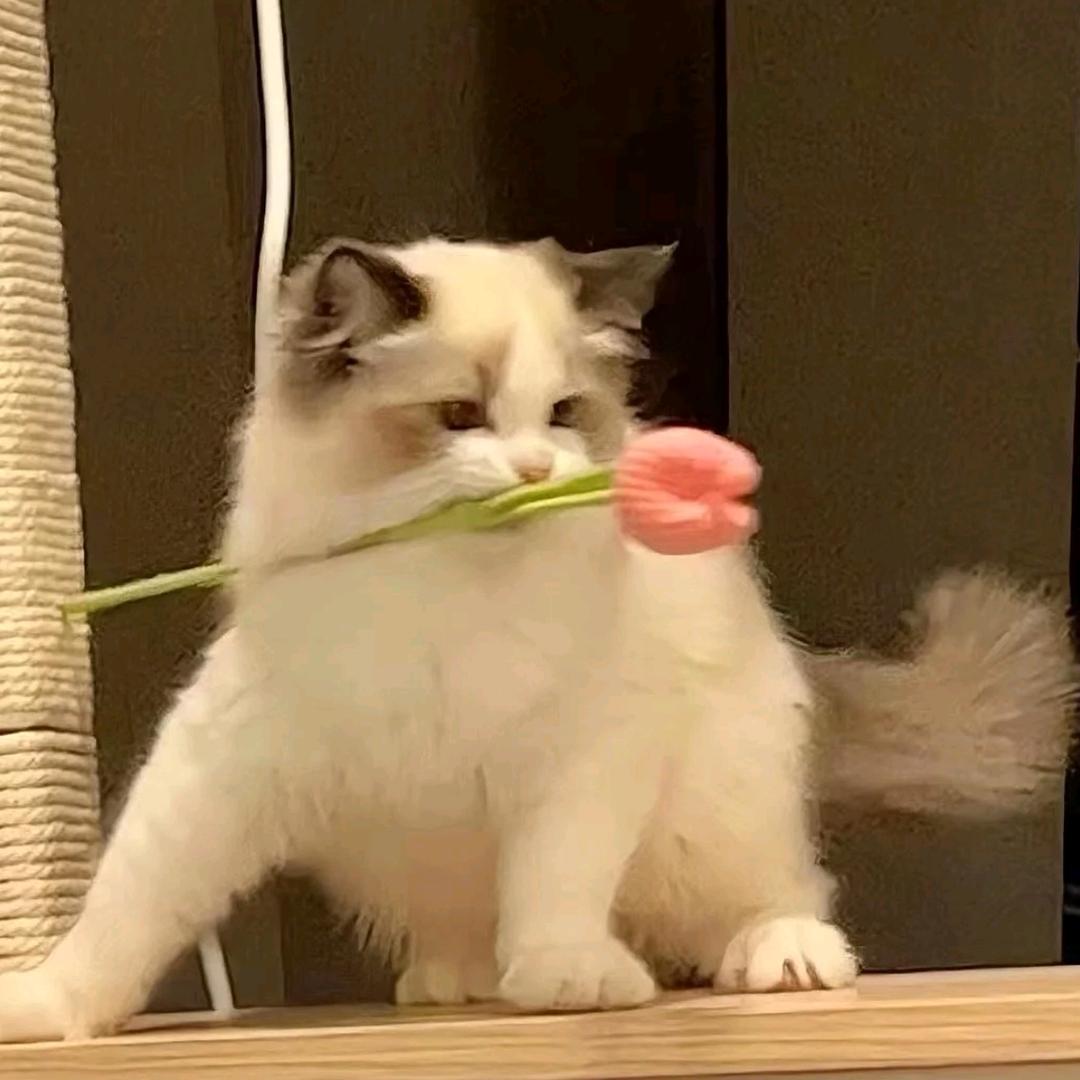小柚子