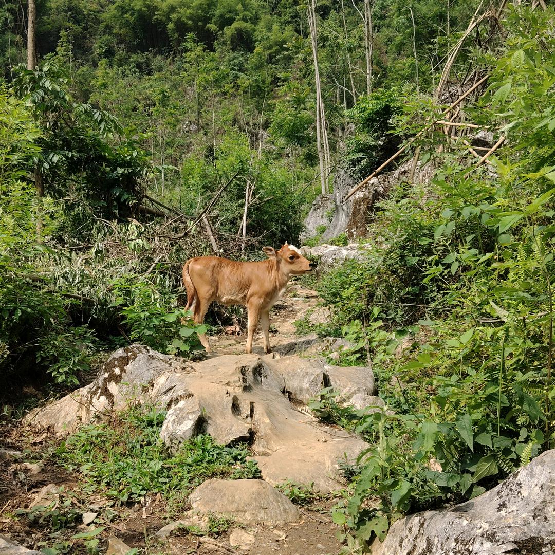 大叔羊🐏牛🐂