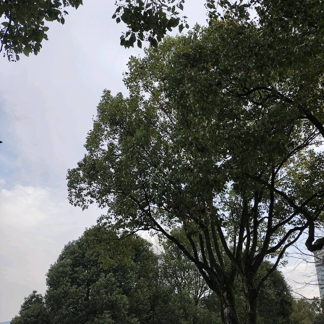 小花首播