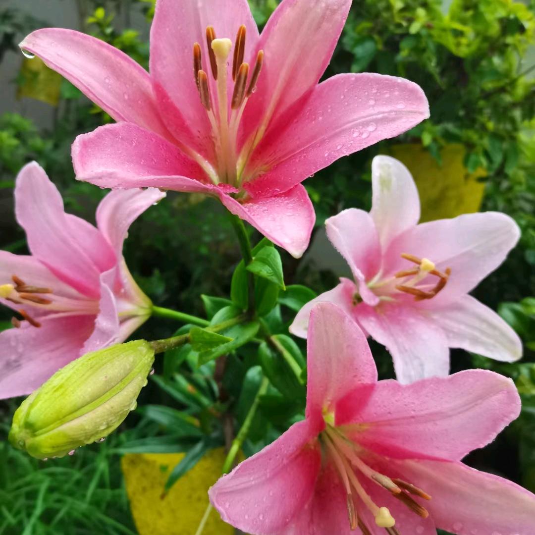 $🌹红云玫瑰$🌹