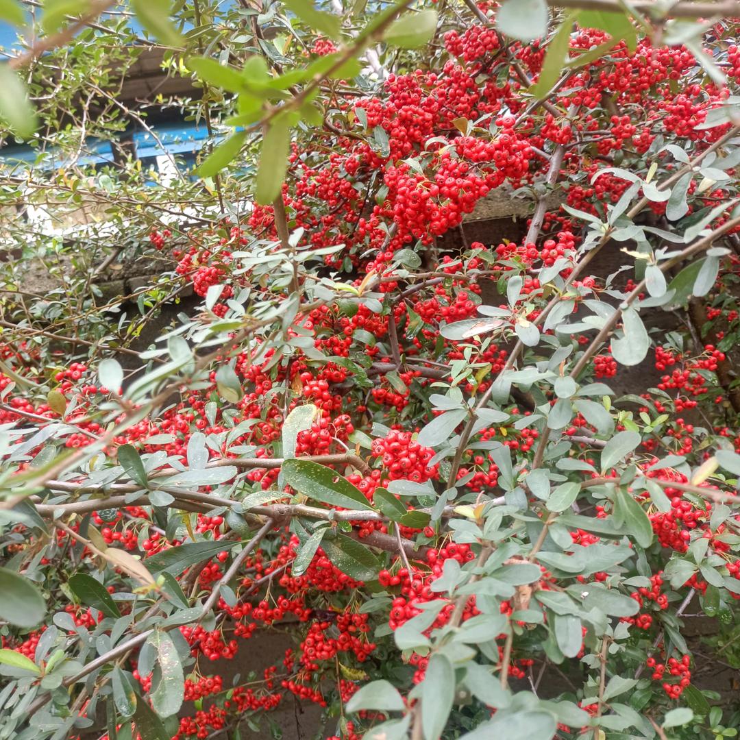 不争不扰自有清香