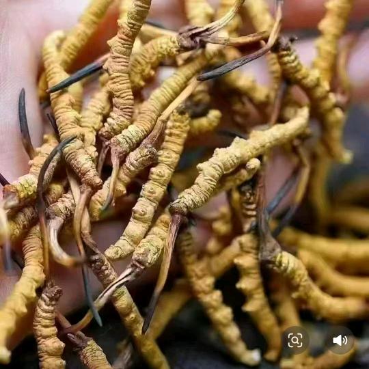 民生本草，滋补养生，药食同源