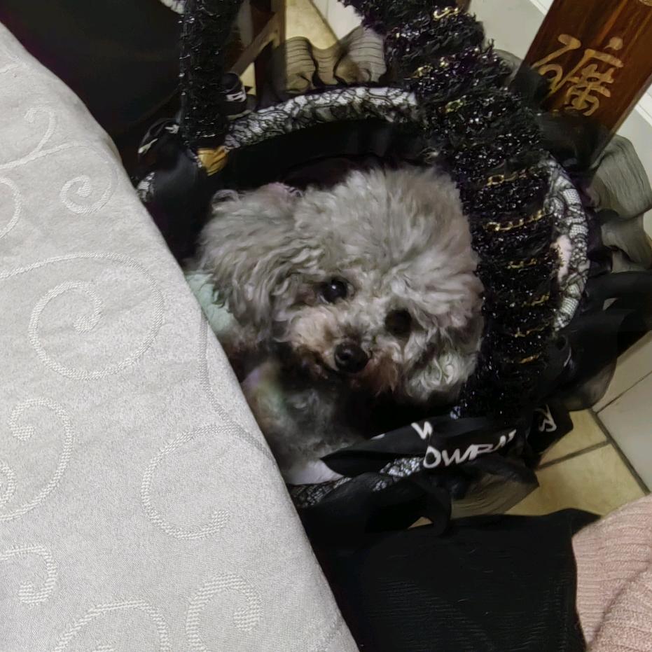 这个破班我在上