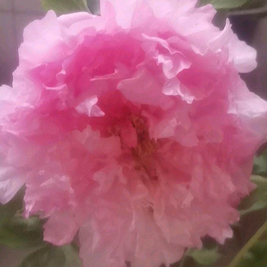 希望你平安，幸福