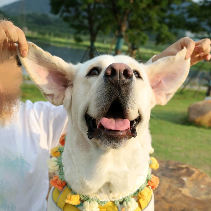 RoRo是肉肉呀～～