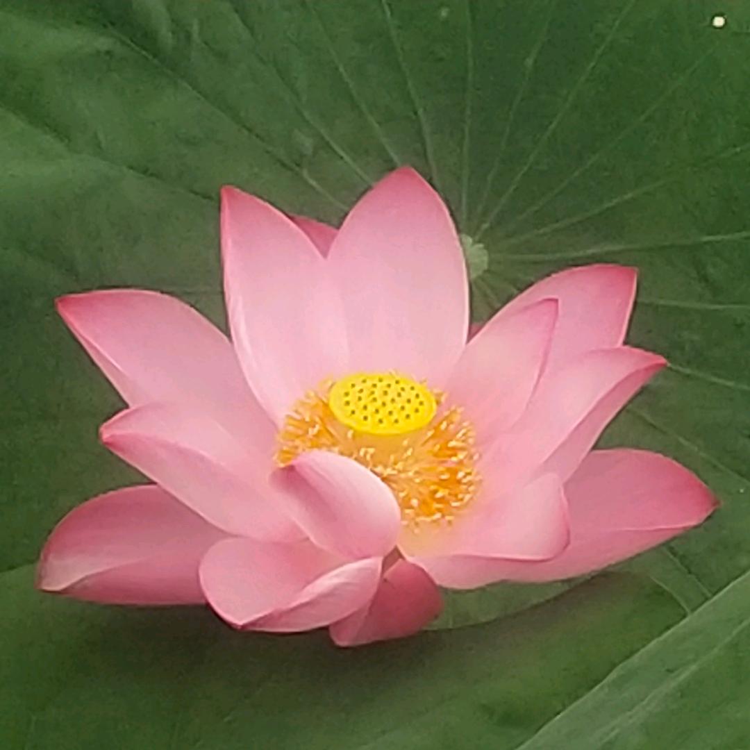 望城花园羊肉馆