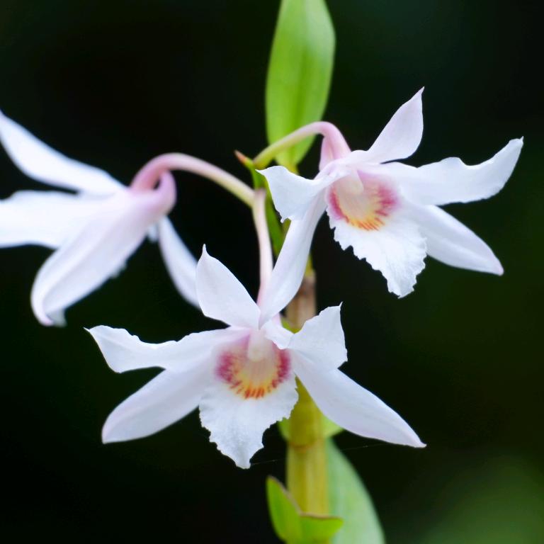 广西天等县壹品农业科技有限公司