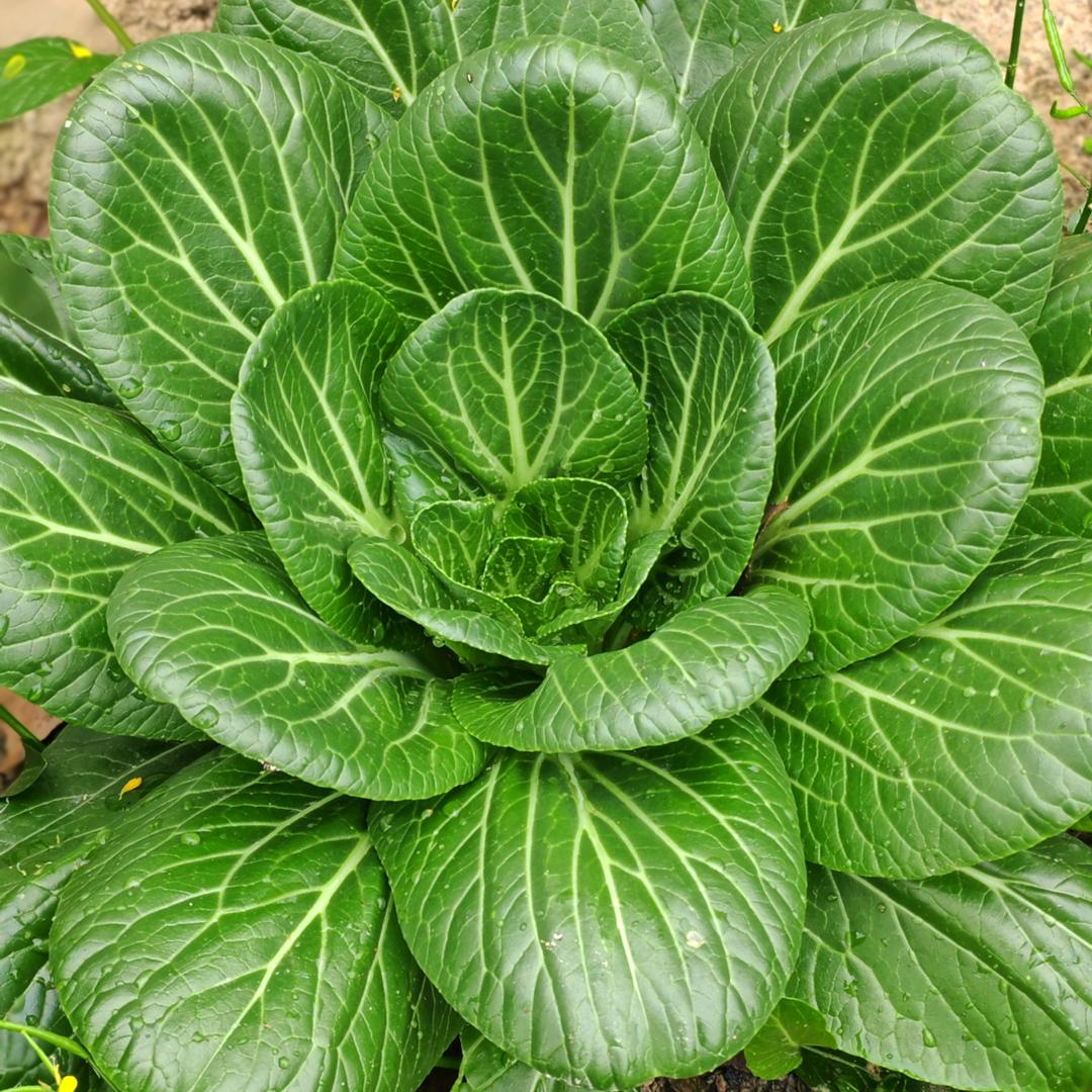 翠苗种子工厂店