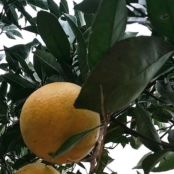 罗聪妹