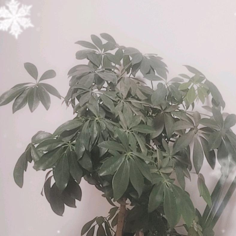 农村人