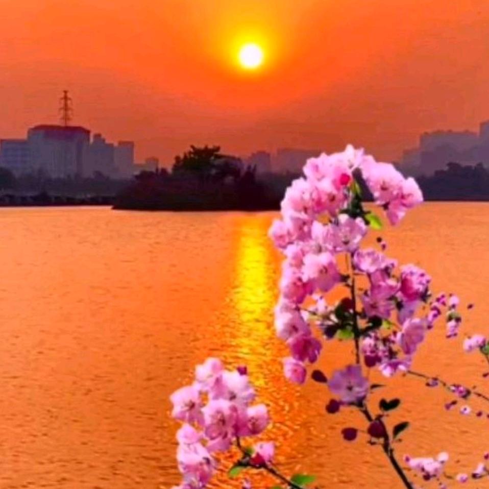 阳光总在风雨后🌻