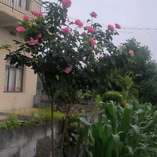 陈六芳