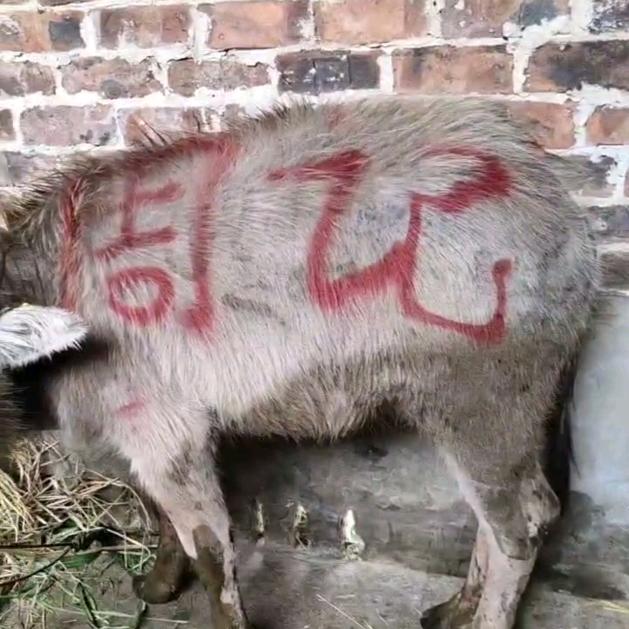 周记牛肉店