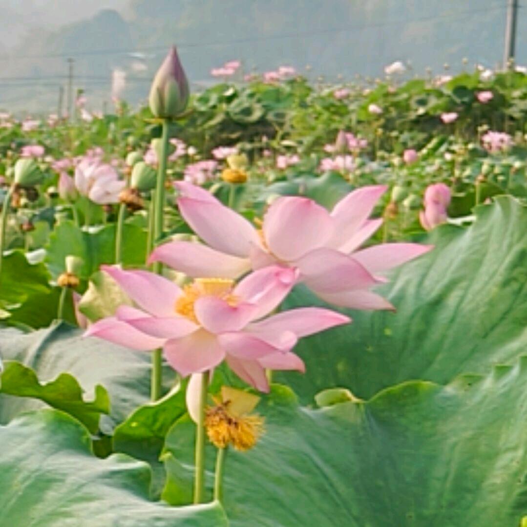 竹妃姐姐（健康管理师@心理咨询师）