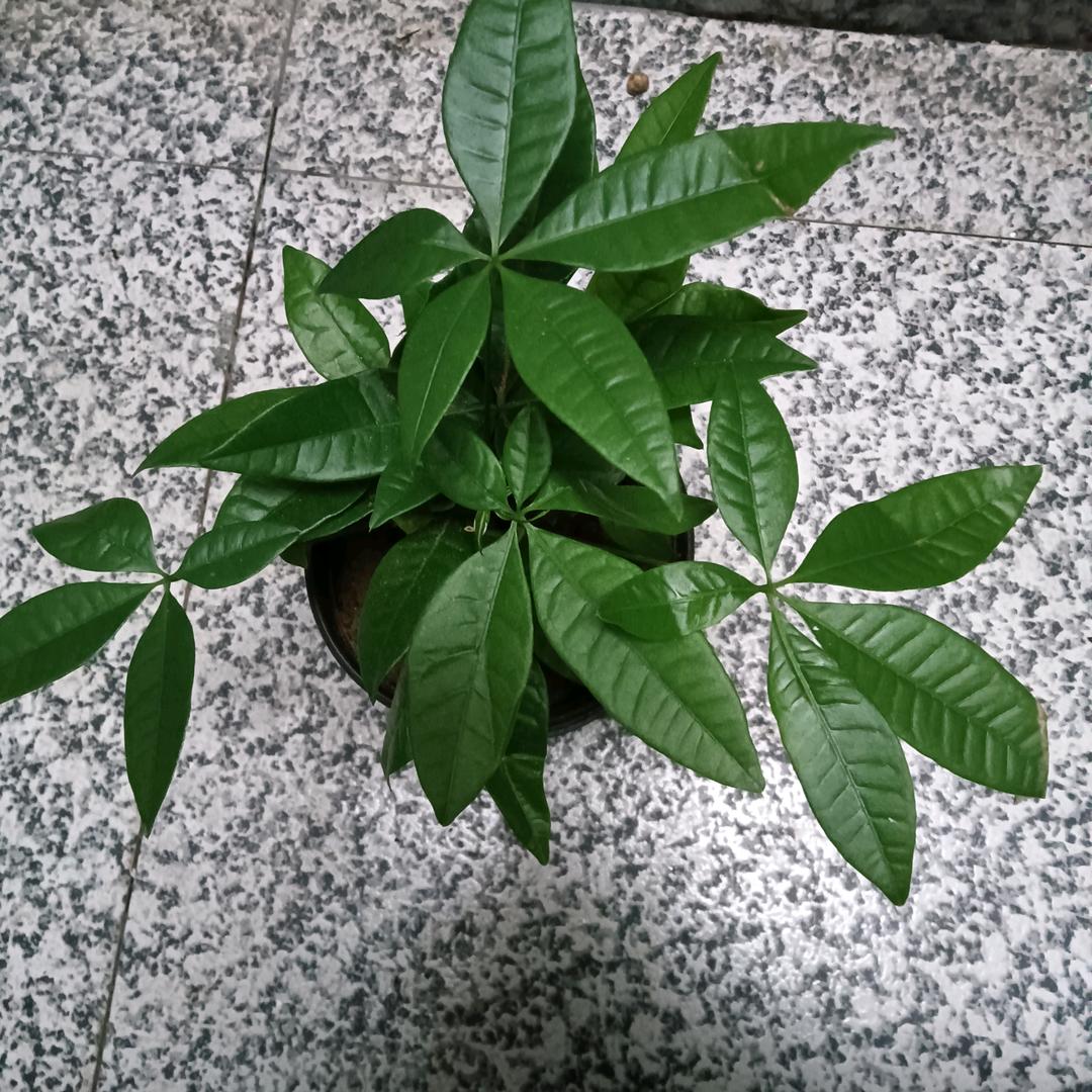 若言靠谱大叔