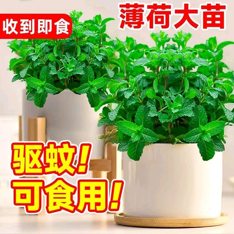 园丁师傅