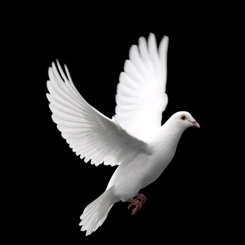 周口市肉鸽养殖基地（赵峰）