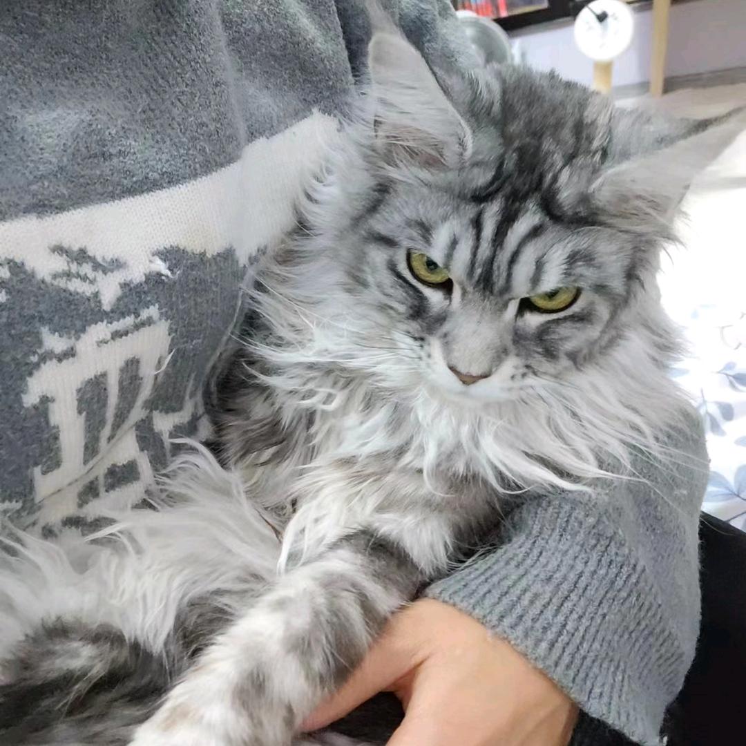 肥肥