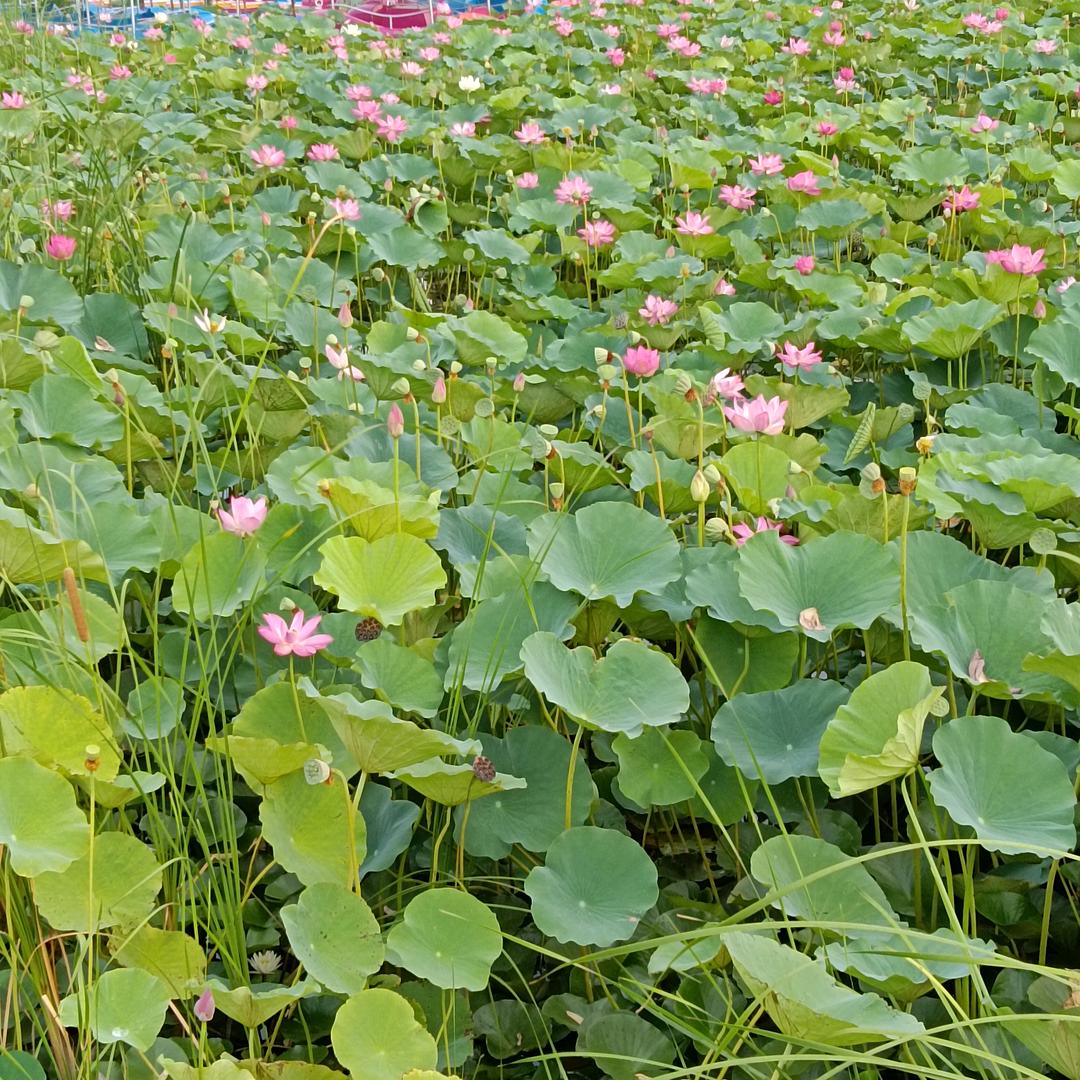 小如果