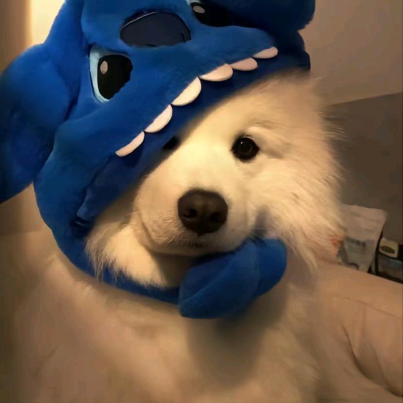 郑依