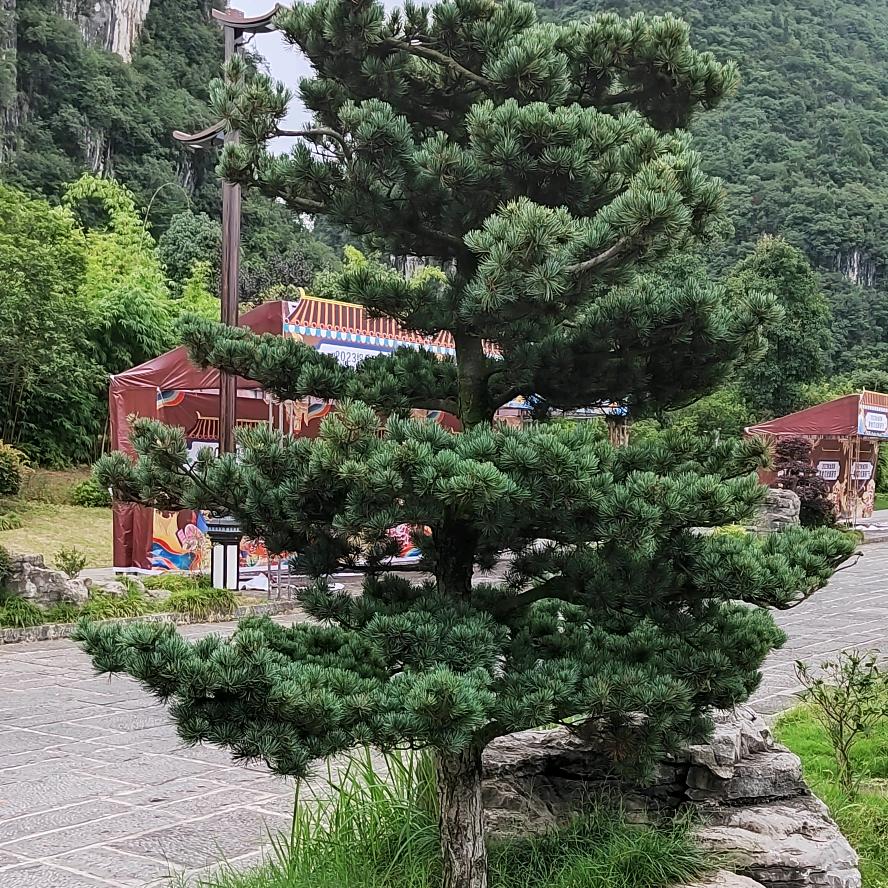 🐉龙行天下🐉