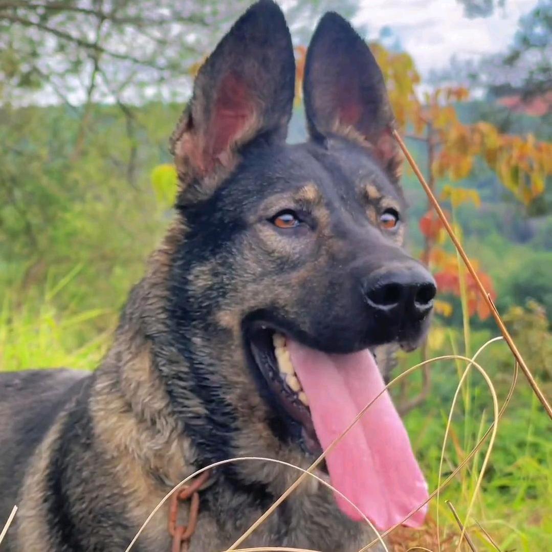 昆明犬繁育基地