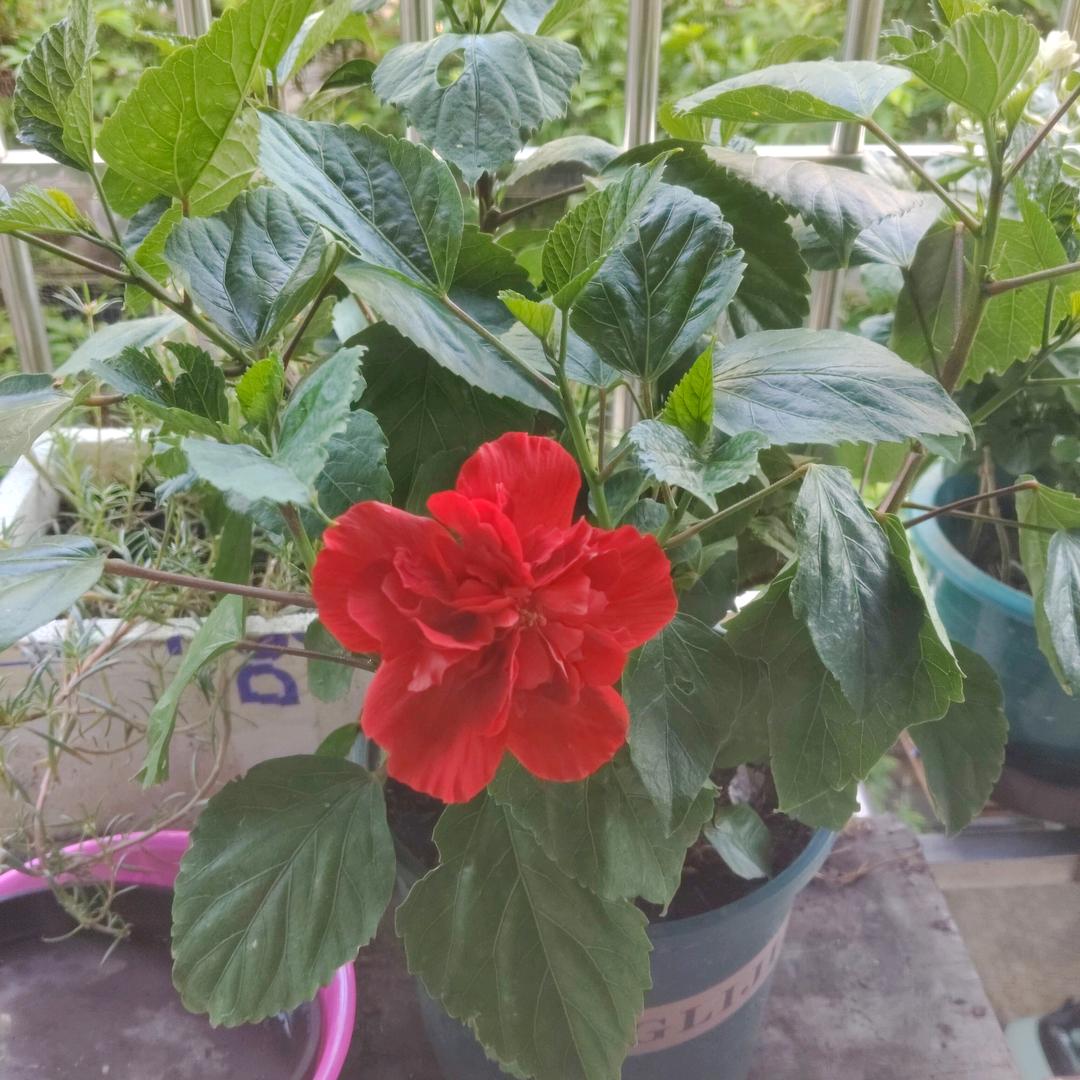 雨后彩虹头像