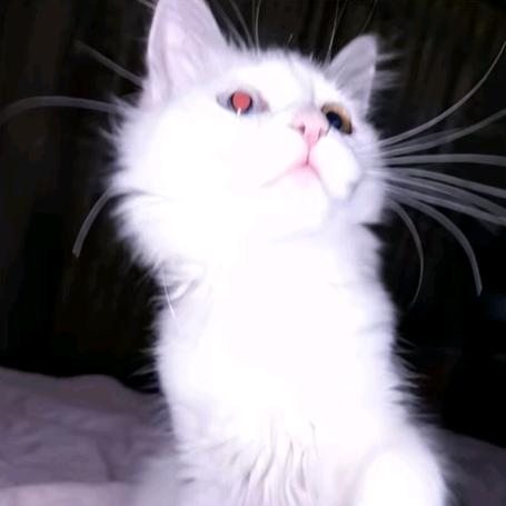 泡泡肥猫