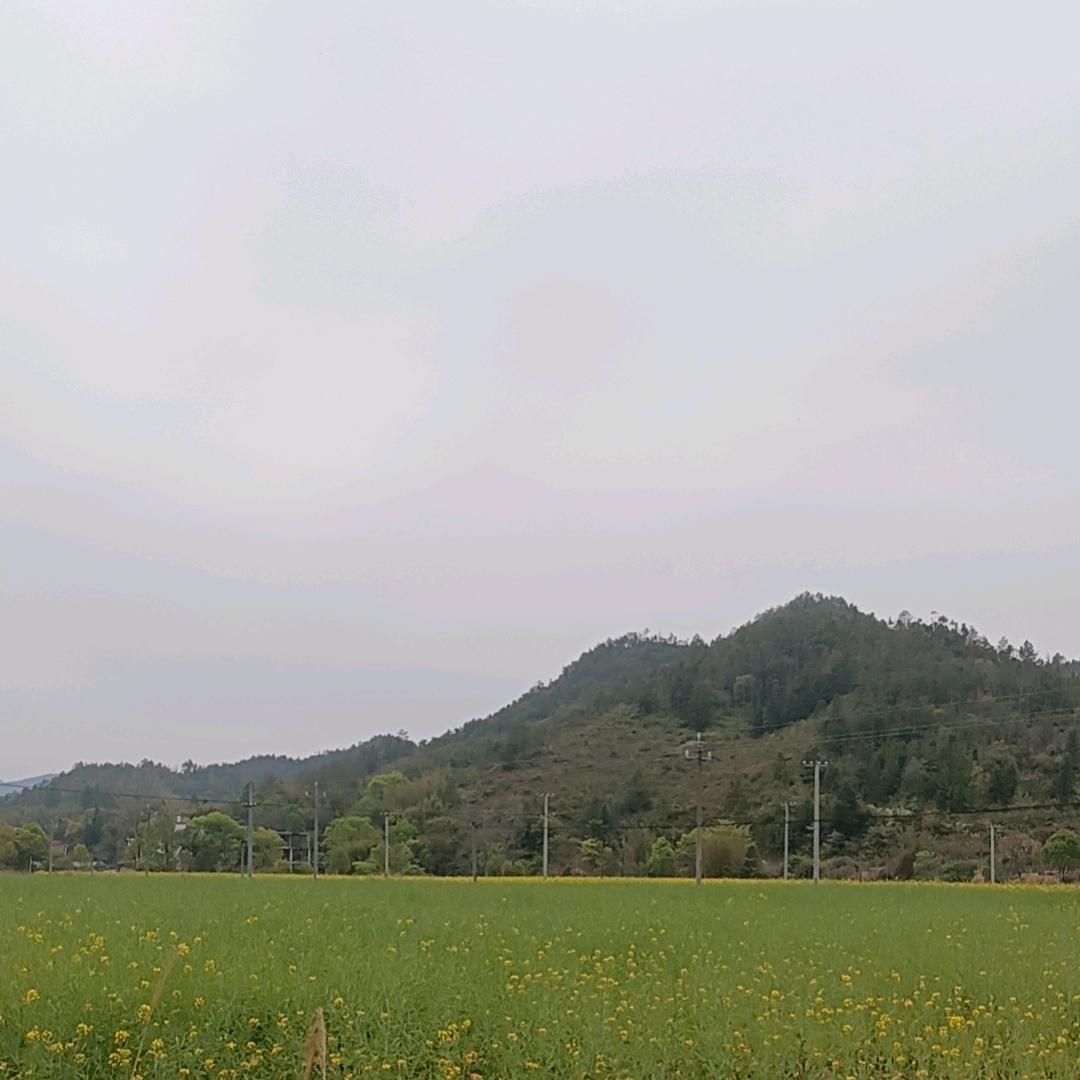 松树