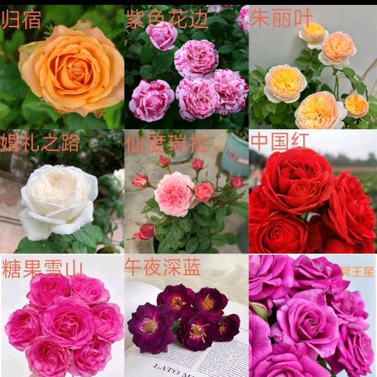 朗朗的花场