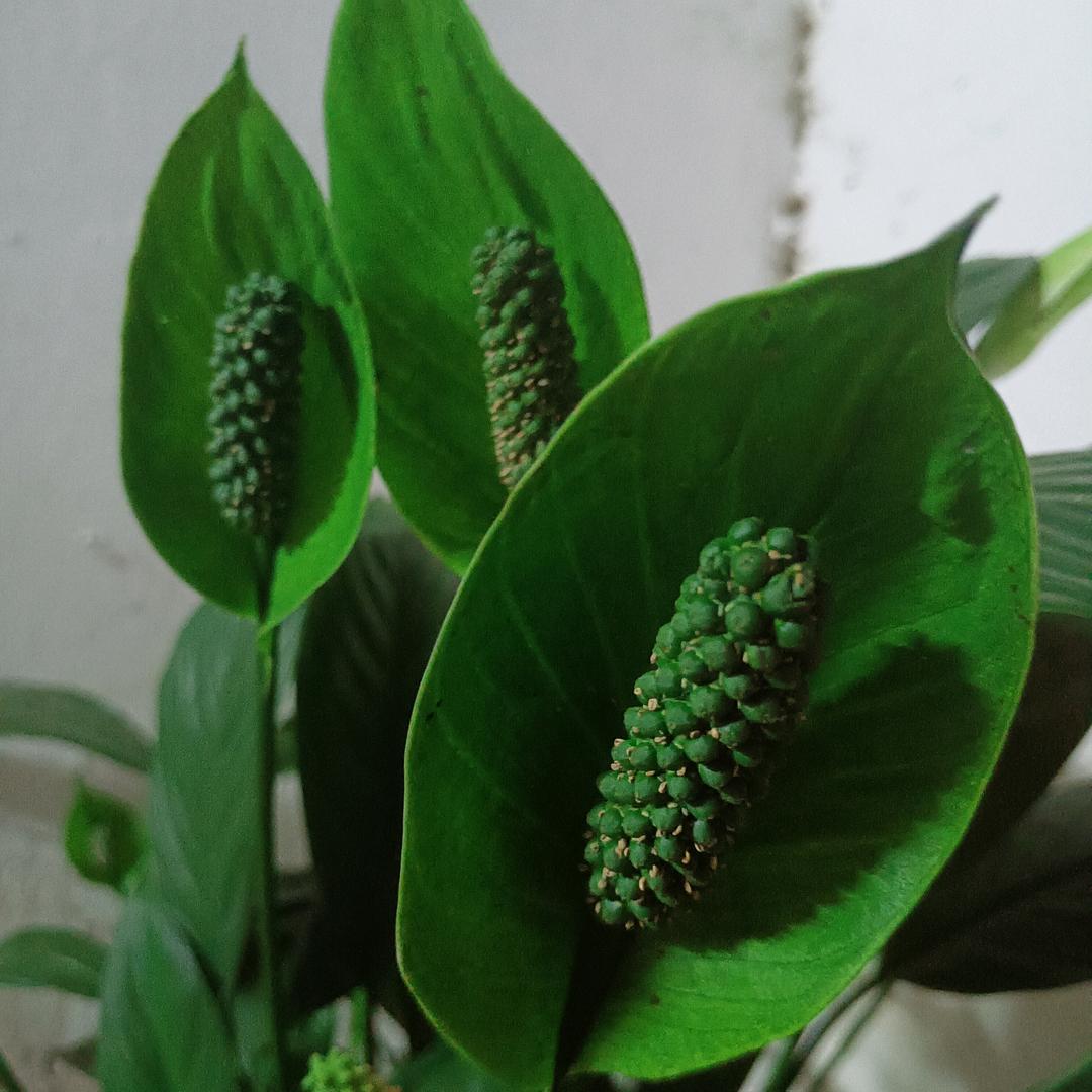 小牧哥