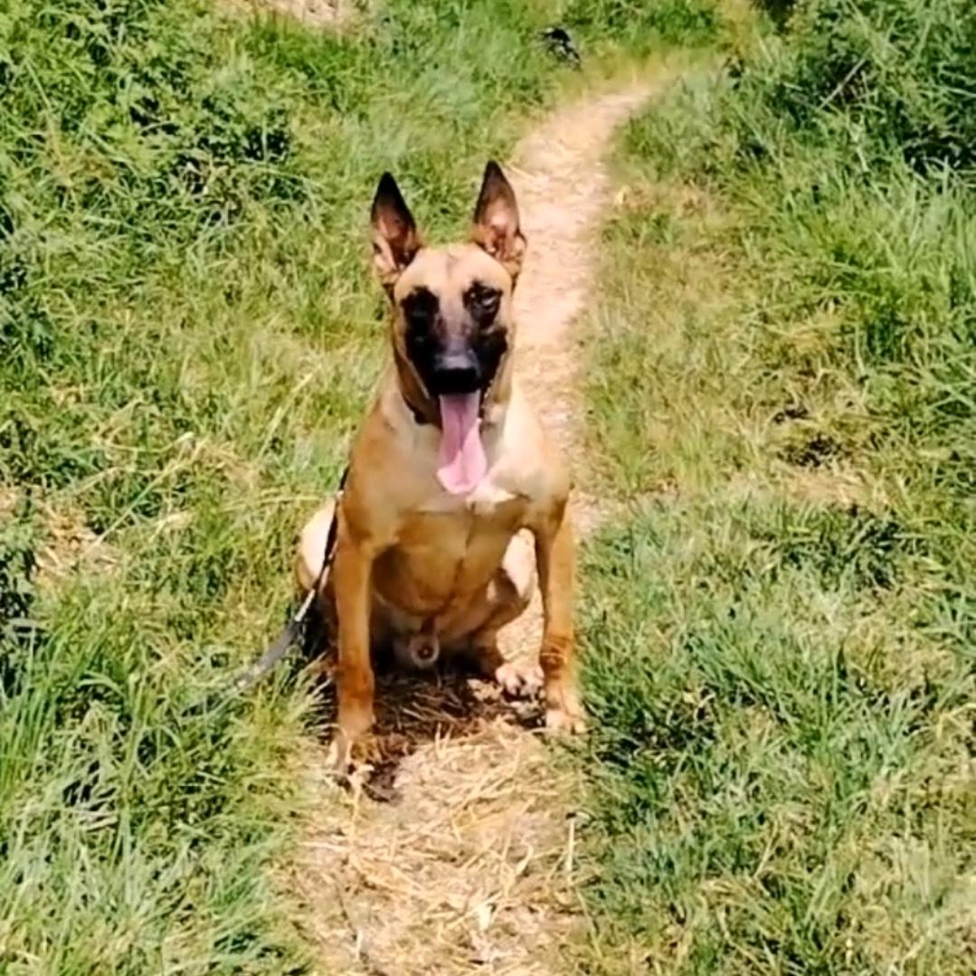 养犬的小杨