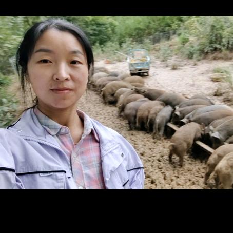 蓉姊的跑山猪