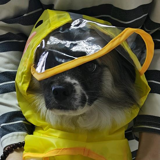 奔奔快跑啊