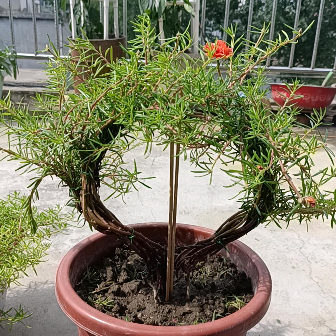 微风轻轻暖