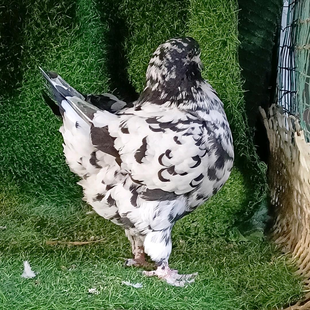 项城👉观赏鸽👉观赏鸡小号