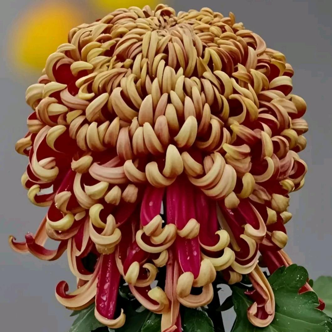 十里花卉种植基地