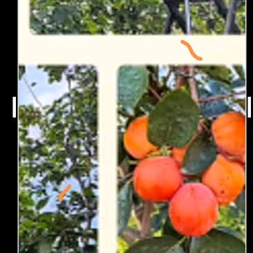 纯天然柿子醋老传统酿造