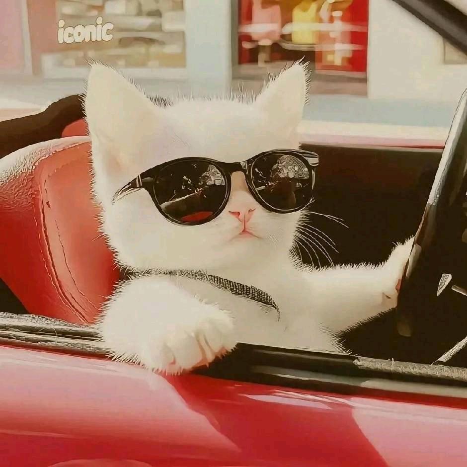 马畈、株林东昌驾校张教练🚘