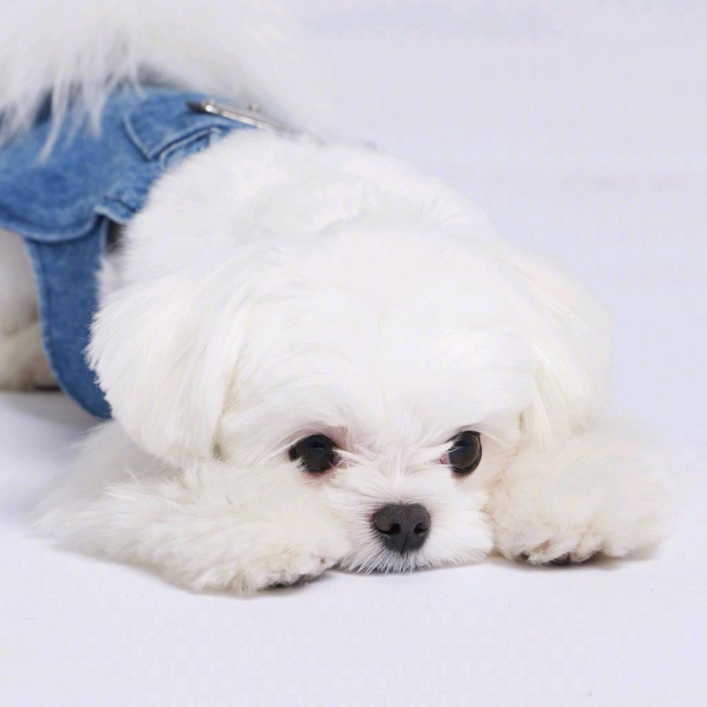 福尔摩斯·星🐾