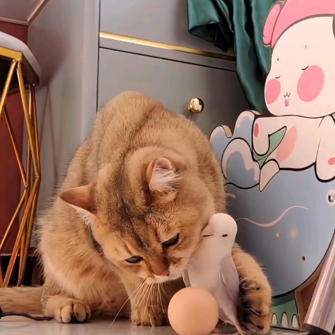 猫哥和鸟妹