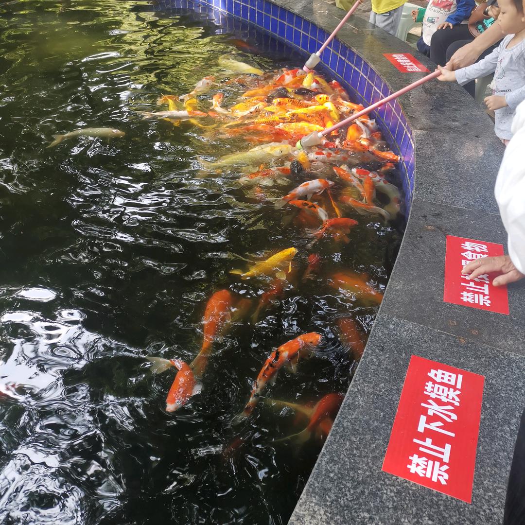 花椒树