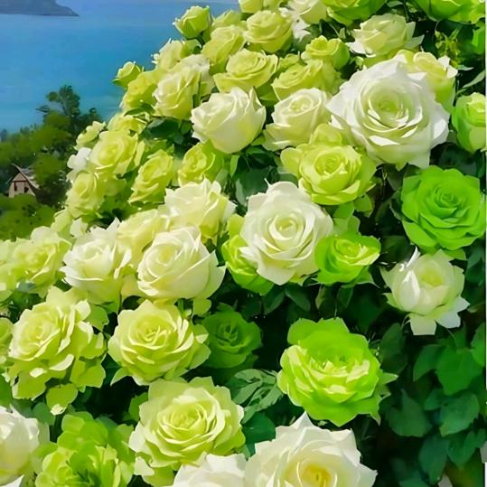 竹报平安😊😊