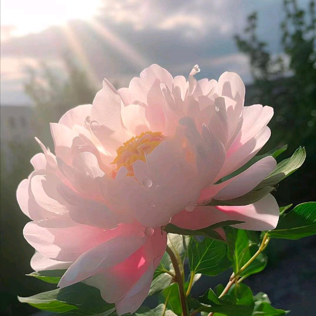 香香不爱吃香菜