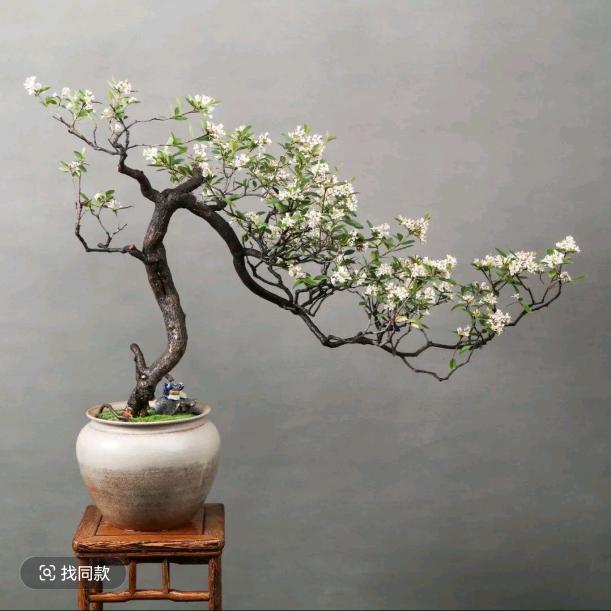 青山绿植