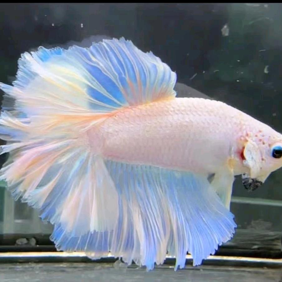 大奔斗鱼水族馆