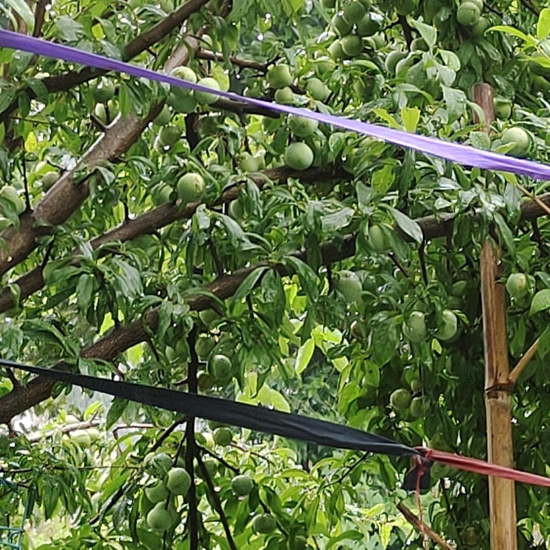 金华货运司机豆芽菜