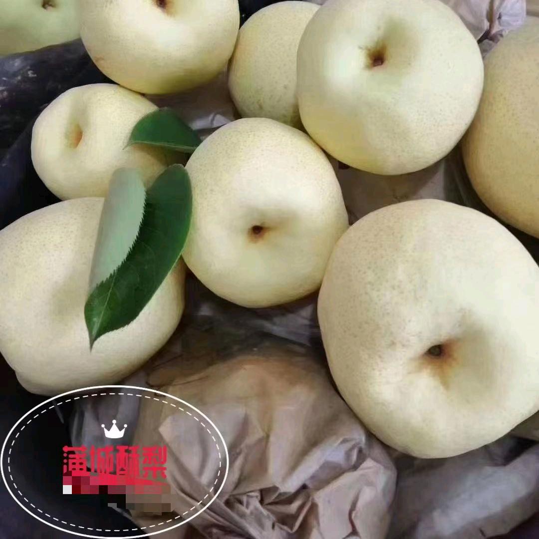 蒲城酥梨🍐🍐🍐