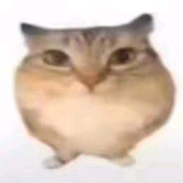 八尺老猫子
