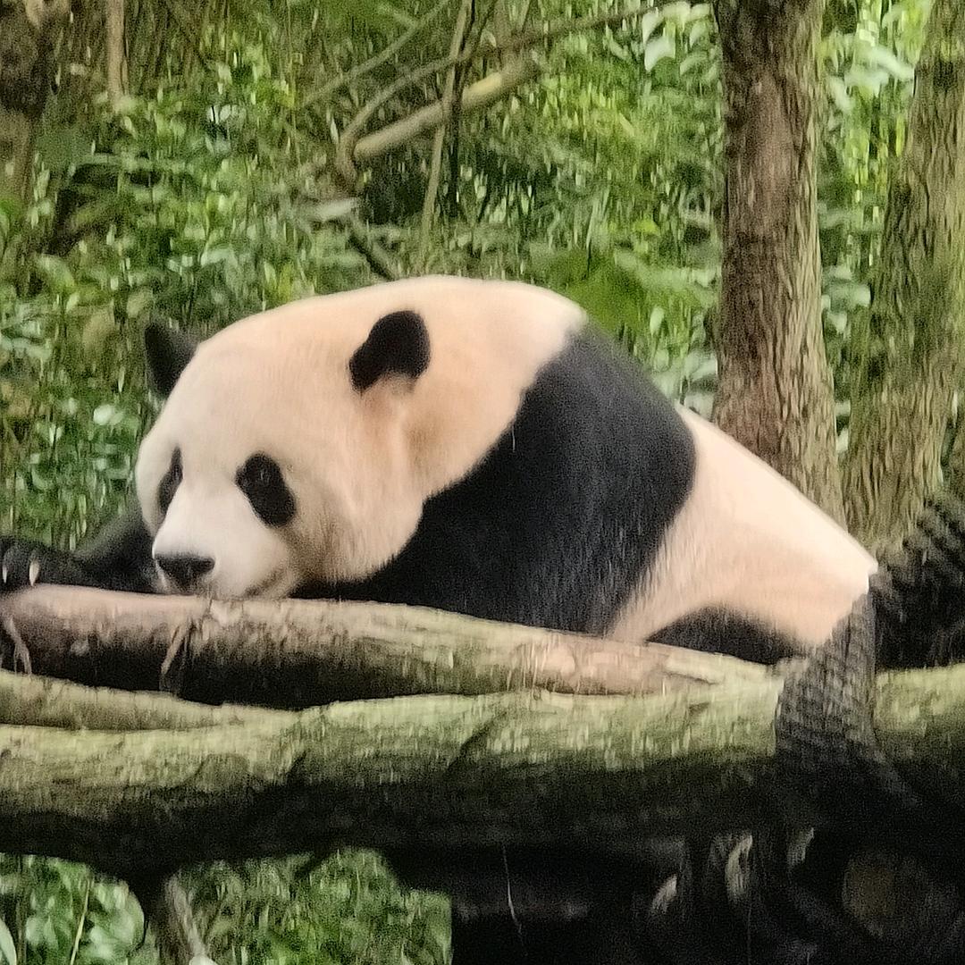 晚枫